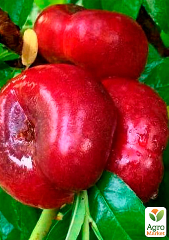 Нектарин инжирный пирамидальный "Концеттина" 1саженец в упаковке. - фото 2