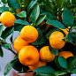 Мандарин "Абхазский"  (саженец 2 года)