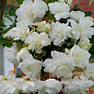 Бегонія ампельна "Каскад біла" 1 шт