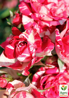 Роза мелкоцветковая (спрей) "Arrow Folies" (саженец класса АА+) высший сорт NEW2
