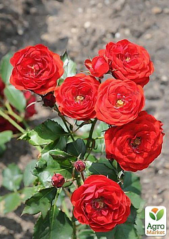 Роза поліантових "Кордула" (саджанець класу АА +) вищий сорт2