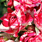 Роза мелкоцветковая (спрей) "Arrow Folies" (саженец класса АА+) высший сорт NEW