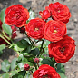 Роза полиантовая "Кордула" (саженец класса АА+) высший сорт