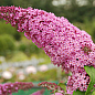 LMTD Буддлея Давида "Royal Pink" висота 35-50см купить