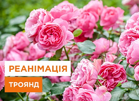 Як реанімувати троянди - корисні статті про садівництво від Agro-Market