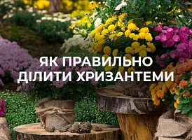 Як правильно ділити хризантеми навесні | Agro-market