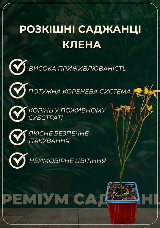 Клен приречный "Гиннала" (Acer tataricum s. ginnala) вазон Р9