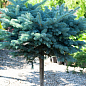 Ель колючая на штамбе "Glauca Globosa" С5, высота 70-100см