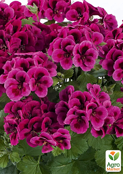 Королівська Пеларгонія Candy Flowers "Violet" (контейнер № 10, висота 10-20 см)2