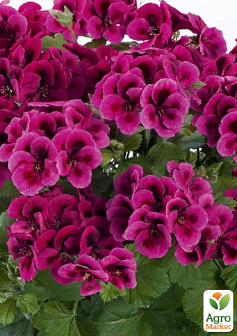 Королівська Пеларгонія Candy Flowers "Violet" (контейнер № 10, висота 10-20 см)