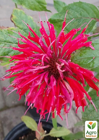 Бергамот (Монарда) "Red Joy" - фото 2