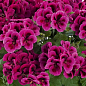 Пеларгония Королевская Candy Flowers "Violet" (контейнер № 10, высота 10-20 см)