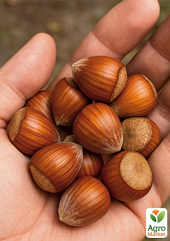 Фундук "Шедевр" (средний срок созревания, перекрёстное опыление, садить по 2 шт)  - фото 4