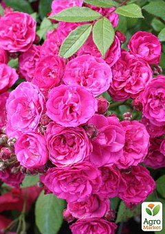 Роза мускусна "Дінка" (саджанець класу АА +) вищий сорт1