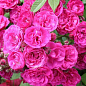 Роза мускусная "Динки" (саженец класса АА+) высший сорт