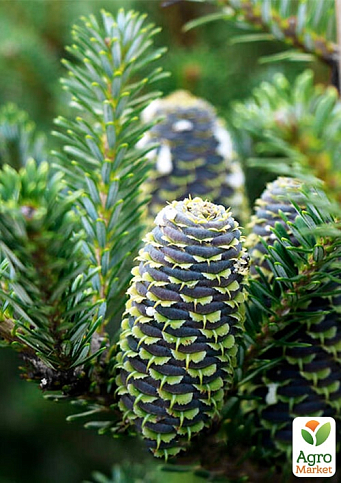 Ялиця бальзамічна "Казковий сад" (Fairy Garden) горщик P9 - фото 4