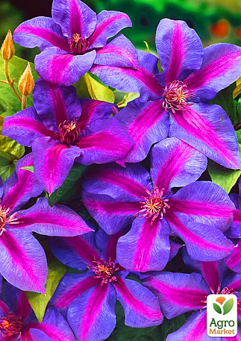 Клематис "Mrs.N.Thompson"