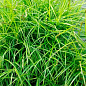 Осока пальмоподібна "Carex muskingumensis" вазон С2