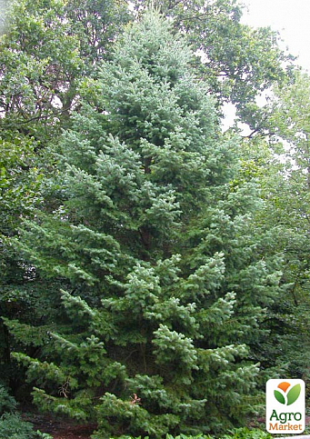 Пихта Маньчжурская (Abies holophylla) горшок P9 - фото 2