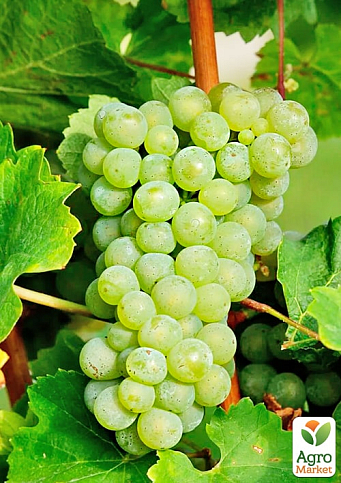Виноград вегетирующий винный "Шардоне"  - фото 2