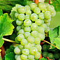 Виноград вегетирующий винный "Шардоне"  купить