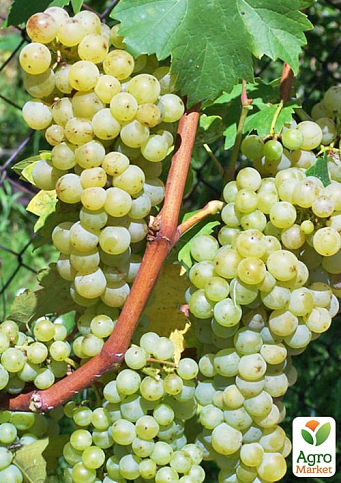 Виноград "Гечеи Заматош" (винный сорт, ранний срок созревания, мускатный аромат) - фото 2