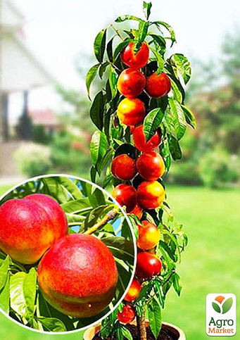 Нектарин колоновидный "Рубис (Rubis)"