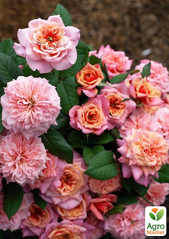 Роза шраб "Мияби" в контейнере, высший сорт - фото 7