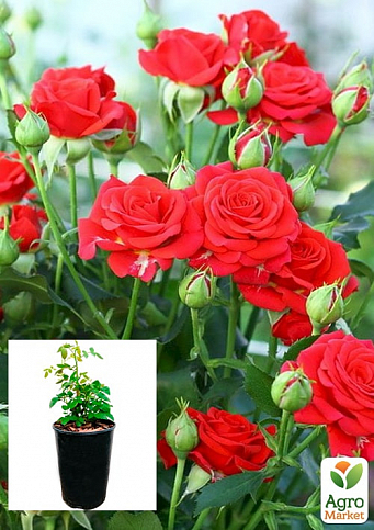 Троянда в контейнері дрібноквіткова "Mirabell" (саджанець класу АА+)