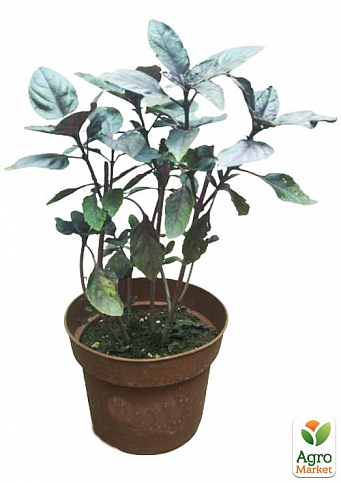 Базилик кустовой "Ред Рубин" (кадочное растение, высокодекоративный куст) - фото 2