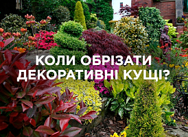 Календар обрізки декоративних кущів | Agro-market
