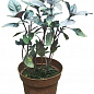 Базилик кустовой "Ред Рубин" (кадочное растение, высокодекоративный куст) купить