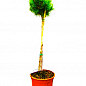 Сосна гірська на штамбі "Офір" (Pinus mugo "Ophir") С2, висота від 30-50см купить