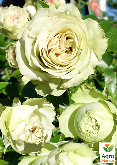 Троянда в контейнері флорибунда "Lovely Green" (саджанець класу АА+)1