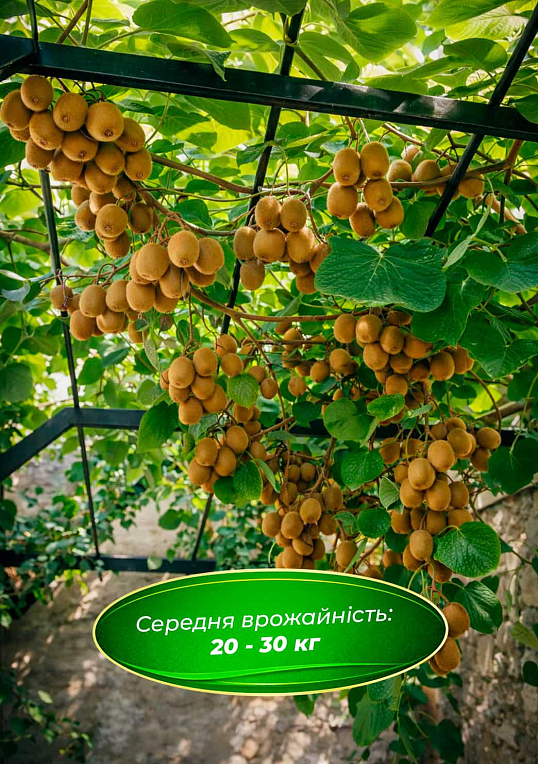 Эксклюзив! Киви "Солиссимо" (Solissimo) (премиальный, самоопыляемый сорт) - фото 4