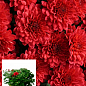 Хризантема Садовая "Aduro Red" (горшок ф12 высота 20-30см)