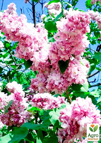 Бузок Гіацинтовий "Анабель" (один з найбільш ранніх і запашних сортів)  - фото 5