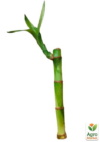 Бамбук кімнатний "Lucky Bamboo" (висота 10-20см) - фото 3