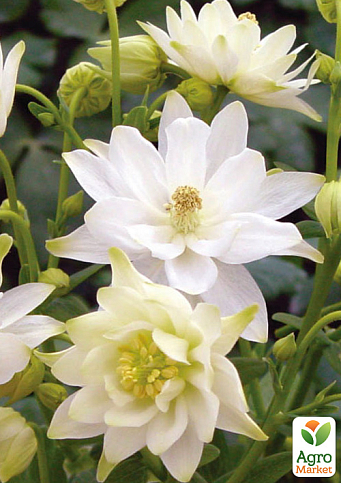 Аквилегия махровая "White Barlow" 1шт в упаковке