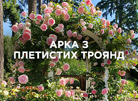 Як виростити арку з плетистих троянд: поради по посадці та догляду | Agro-market