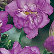 Фрезия махровая "Violet" 5шт в упаковке цена