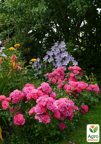 Роза почвопокровная "Хайдетраум" (саженец класса АА+) высший сорт - фото 3