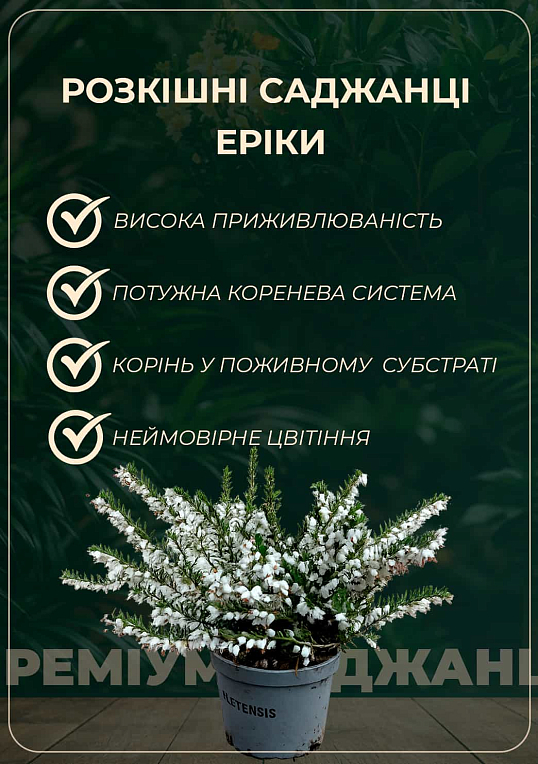 Эрика травянистая  микс сортов - фото 2