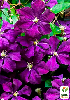 Клематис крупноцветковый Etoile Violette"(Этуаль Виолет)29
