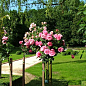 Троянда штамбова "Леонардо да Вінчі" (саджанець класу АА +) вищий сорт цена