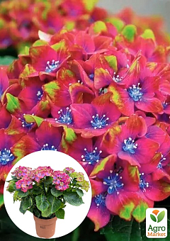 LMTD Гортензия цветущая macrophylla "Saxon Schloss Wackerbarth" 4-х летняя (высота 40-60см)21