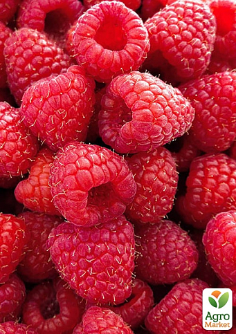 Малина "Зюгана" укорінена в контейнері (ремонтантний сорт)