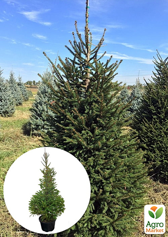 Ялина 5-річна "Європейська" (Picea Abies) С5 висота 60-80см 