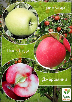 Дерево-сад Яблоня "Грин Стар+Пинк Леди+Джеромини"2