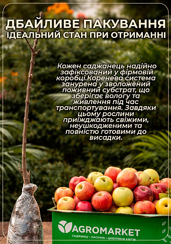 Яблуня колоновидна "Джин" (зимовий сорт, пізній термін дозрівання) - фото 6